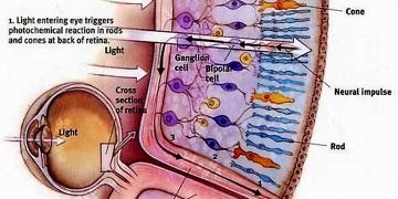 Retina körlüğüne çare olabilecek yeni bir kimyasal madde bulundu