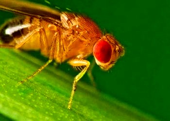 Modifiye edilen meyve sinekleri ile kanserli hücreler tespit edilebildi