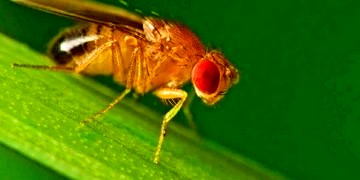 Modifiye edilen meyve sinekleri ile kanserli hücreler tespit edilebildi