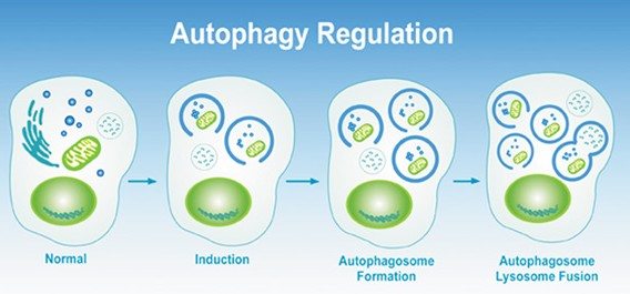 autophagy-regulation