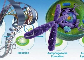 Kemoterapi ve sıtma ilacı kombinasyonu ile kansere karşı yeni bir tedavi