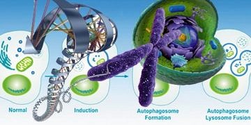 Kemoterapi ve sıtma ilacı kombinasyonu ile kansere karşı yeni bir tedavi