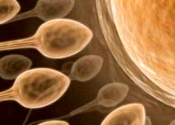 Sperm Testi (Spermiogram, Sperm Tahlili, Semen Analizi)