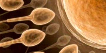 Sperm Testi (Spermiogram, Sperm Tahlili, Semen Analizi)