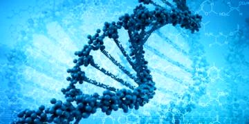 Şişmanlığa sebep olan yeni bir gen bulundu