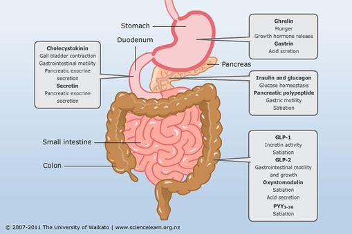 Gut-tanı ve tedavisi