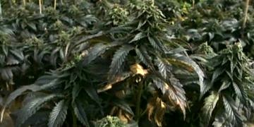 Sara nöbetlerine karşı hint keneviri yağı