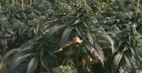 marijuana-cannabis-hintkeneviri