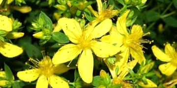 Aşırı kurumuş ve çatlamış ciltler için sarı kantaron yağı