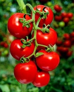 manava-gidip-ordan-bir-domates-ver-demek_64721