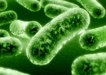 Probiyotikleri yok eden en büyük 3 düşman