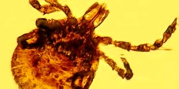 İşte LYME Hastalığı’na neden olan süper genetik yapıya sahip bakteri!