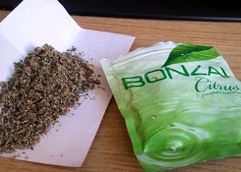 Bonzai içen nasıl belli olur?