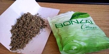 Bonzai içen nasıl belli olur?