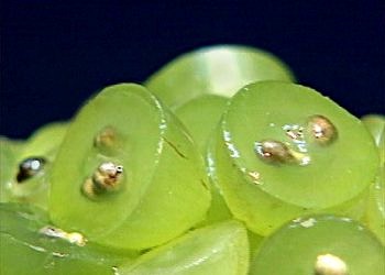 Üzümde bulunan flavanoidler, saçların dökülmesini önlüyor