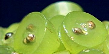 Üzümde bulunan flavanoidler, saçların dökülmesini önlüyor