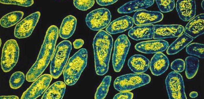 verem-tuberkiloz-bakteri