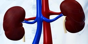 Kronik böbrek hastalığı tedavisindeki paradigma yeni keşifle değişebilir!