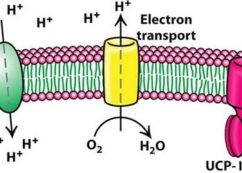 Hücresel metabolizmadaki keşif hastalık teşhisinde devrim yaratabilir