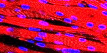 Laboratuvarda kasılabilen ilk kas hücresi üretildi