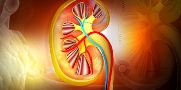 Kronik böbrek hastalığı tedavisindeki paradigma yeni keşifle değişebilir!