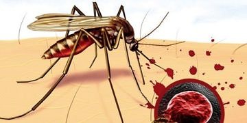 Sıtma (Malaria) nedir? Nasıl bulaşır? Belirtileri ve tedavisi