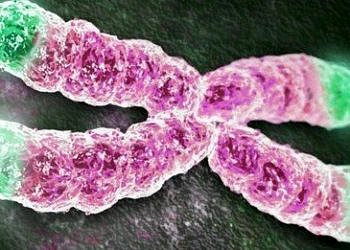 İnsan telomerleri 1000 nükleotit uzatılarak yaşlanma geciktirildi