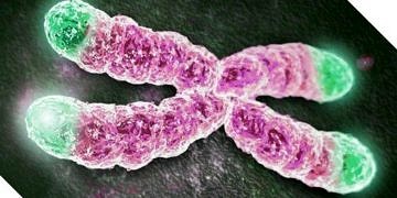 İnsan telomerleri 1000 nükleotit uzatılarak yaşlanma geciktirildi