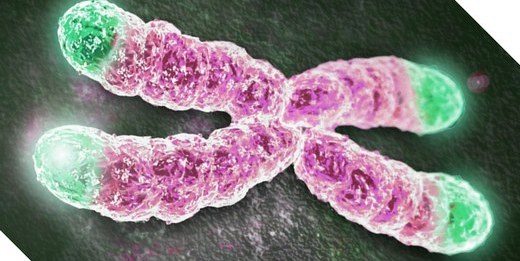 telomerler yaslanma gecitirildi