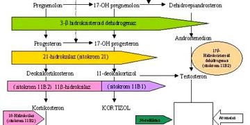 Adrenal bez hastalıkları tanı ve tedavisi