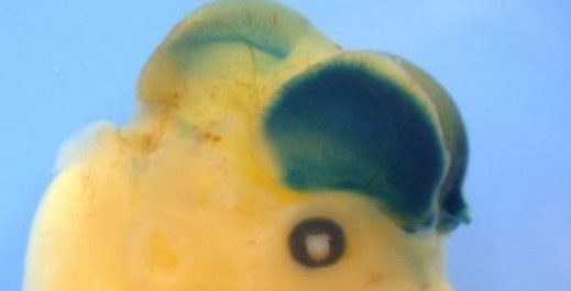 fare beyni büyüdü