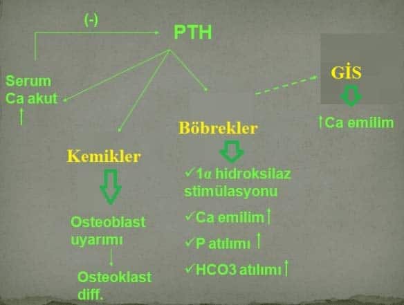 metabolik-kemik-hastalc4b1klarc4b1-12
