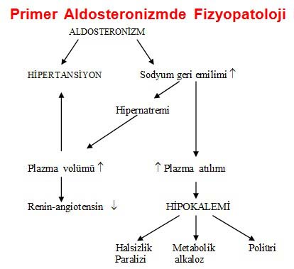 Primer Aldosteronizmde Fizyopatoloji