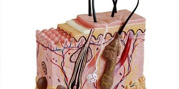 Derinin elementer lezyonları