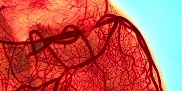 Düzenli kahve içenlerin damarları ‘daha temiz’ ve kalp krizi rikleri daha az