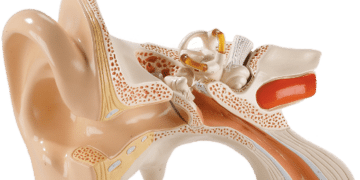 Dış kulak hastalıklarında tanı ve tedavi