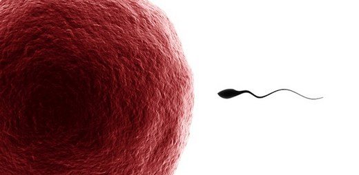sperm ve kadın yumurtası