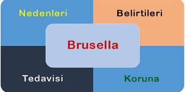 Brusella nedir? Nasıl bulaşır? Belirtileri, tedavisi ve aşısı