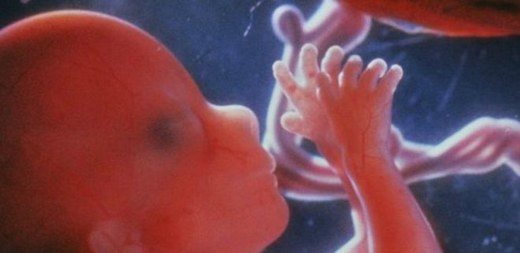 fetus-anne- karnında-bebek