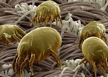 Alerjiye neden olan akarlara karşı evde alınabilecek önlemler