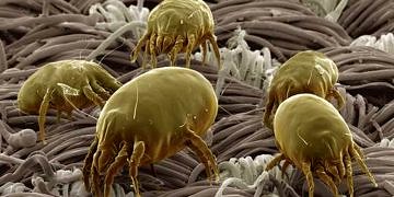 Alerjiye neden olan akarlara karşı evde alınabilecek önlemler