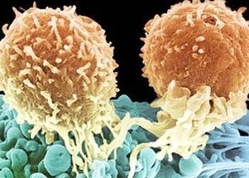 Treg fonksiyonunun geri çevrilmesi kansere karşı bağışıklığı arttırıyor!