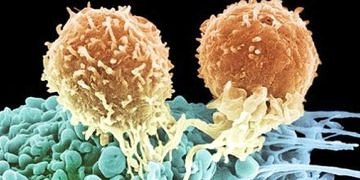 Treg fonksiyonunun geri çevrilmesi kansere karşı bağışıklığı arttırıyor!