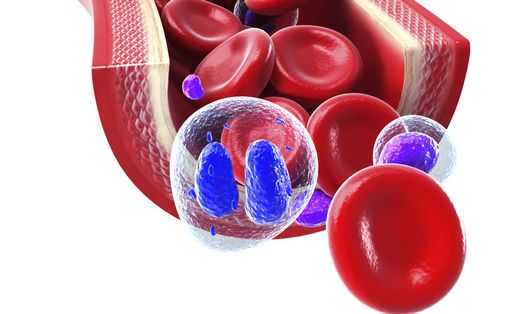 Red blood cells flowing through a vein and artery