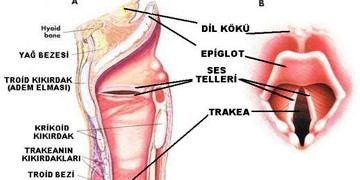 Larenks enfeksiyonların tanı ve tedavisi