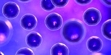 Kalp krizinden sonra uygulanan kök hücre enjeksiyonu hasarı geriletiyor