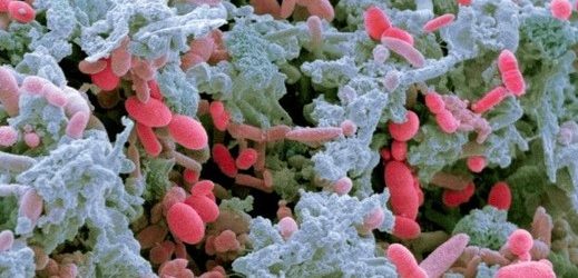 mikrop bakteri