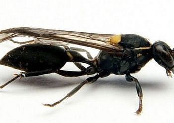 Heyecan yaratan keşif: Kanserde yeni umut eşek arısı olabilir mi?