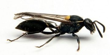 Heyecan yaratan keşif: Kanserde yeni umut eşek arısı olabilir mi?