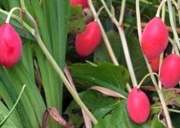 Nadir bitki proteinlerini laboratuvarda üretmek için yeni bir yöntem